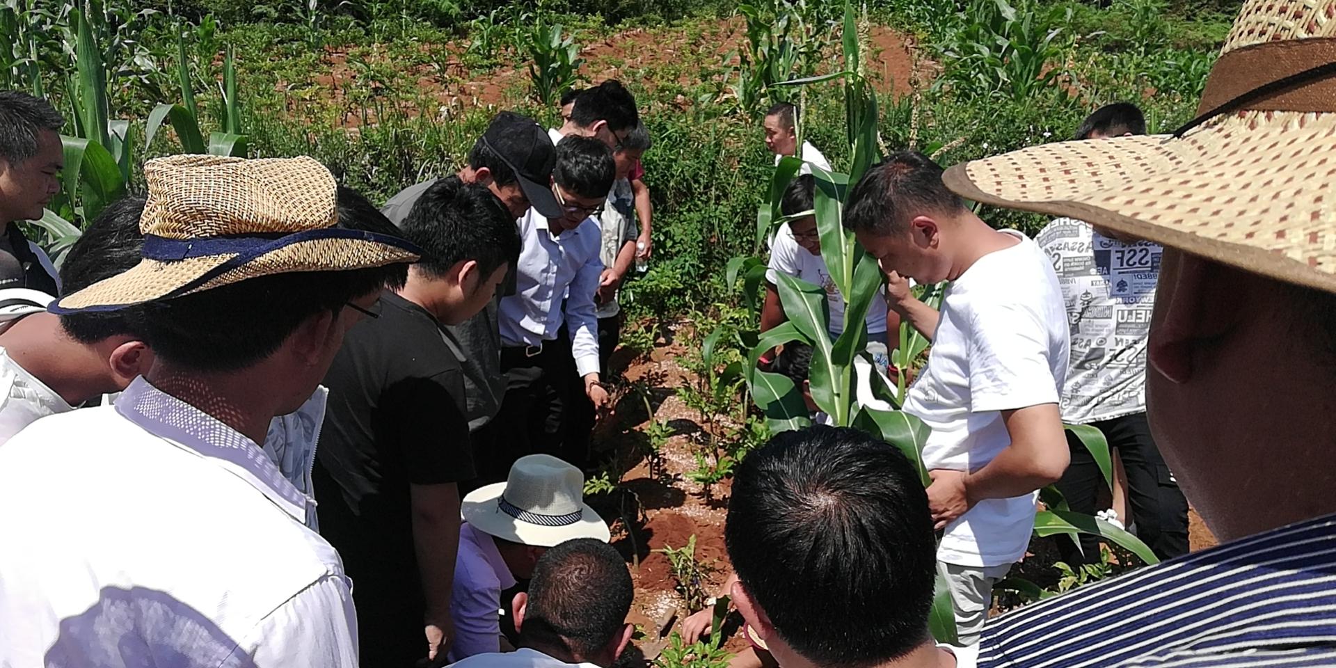 盈海农投公司组织开展魔芋种植技术培训